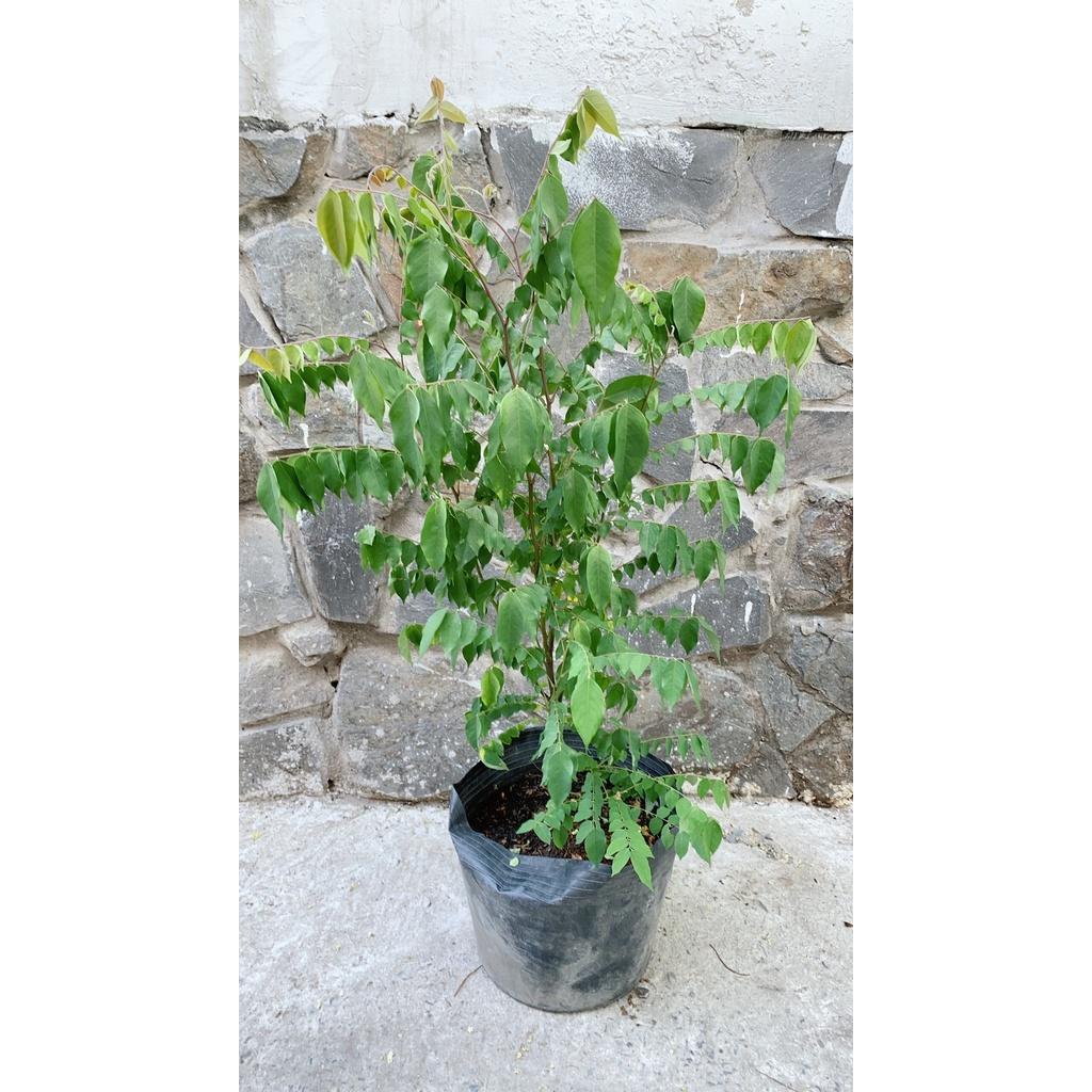 Cây Khế Cho Sai Trái