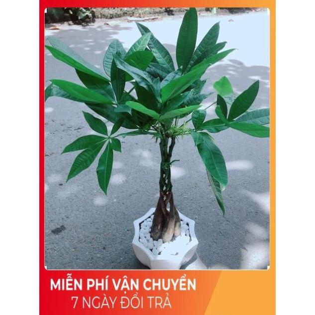 Chậu Kim Ngân 5 Thân Thắt Bính