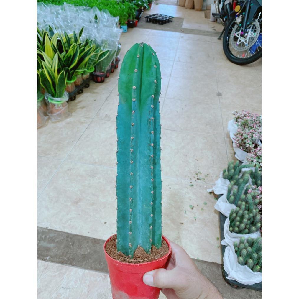 Cây Xương Rồng Trụ Lớn 40cm