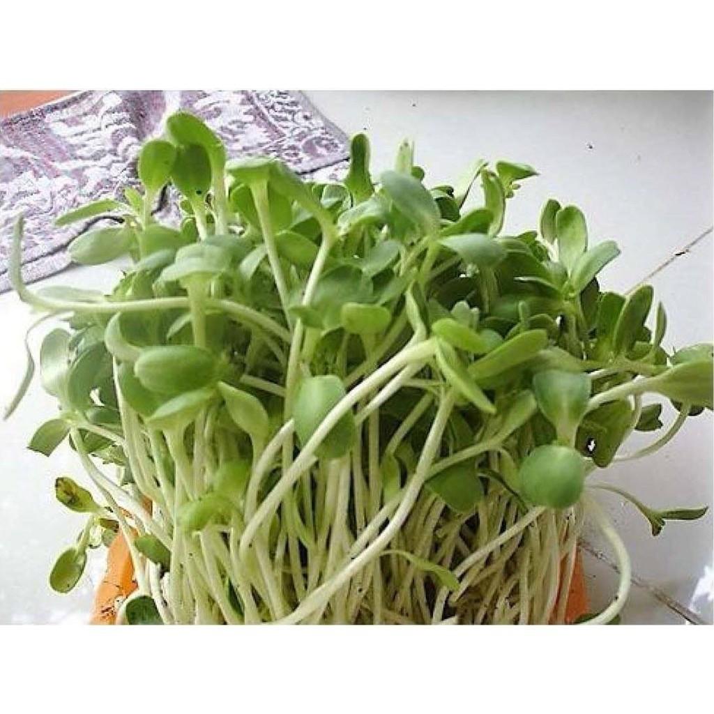Hạt Giống Rau Mầm Hướng Dương