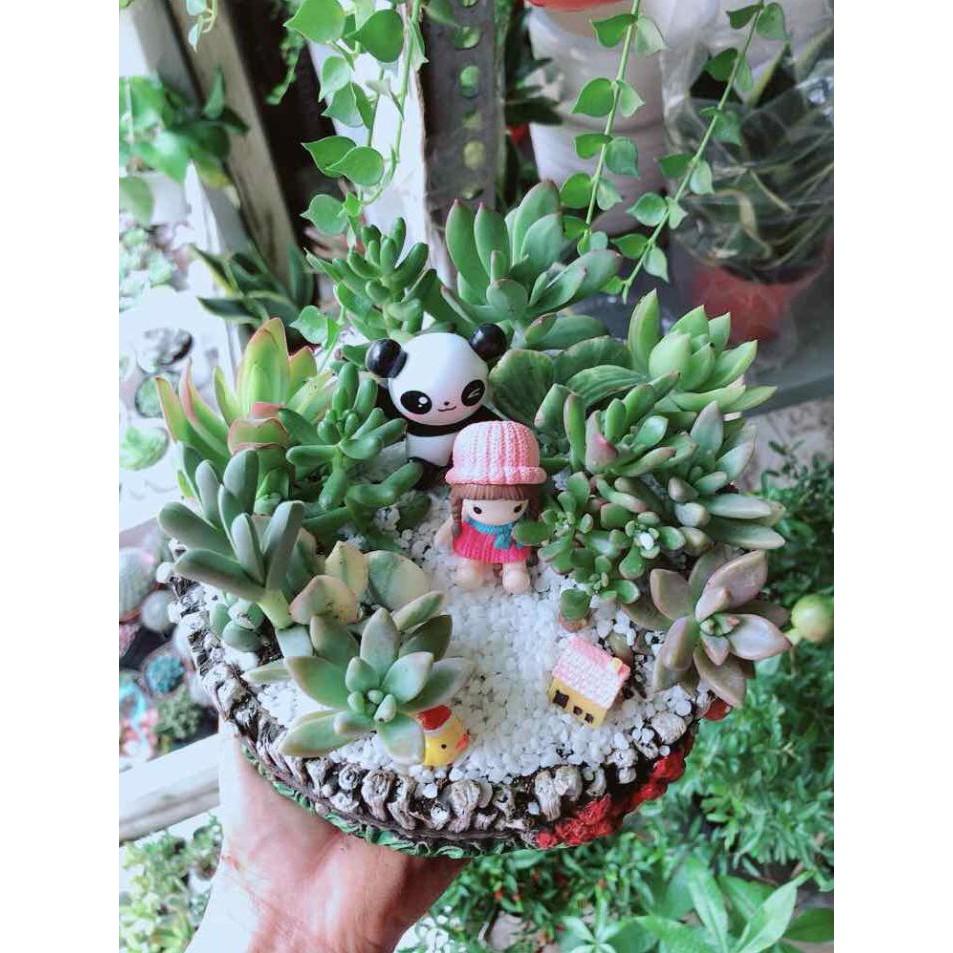 Chậu cây sen đá tiểu cảnh Bán Chạy