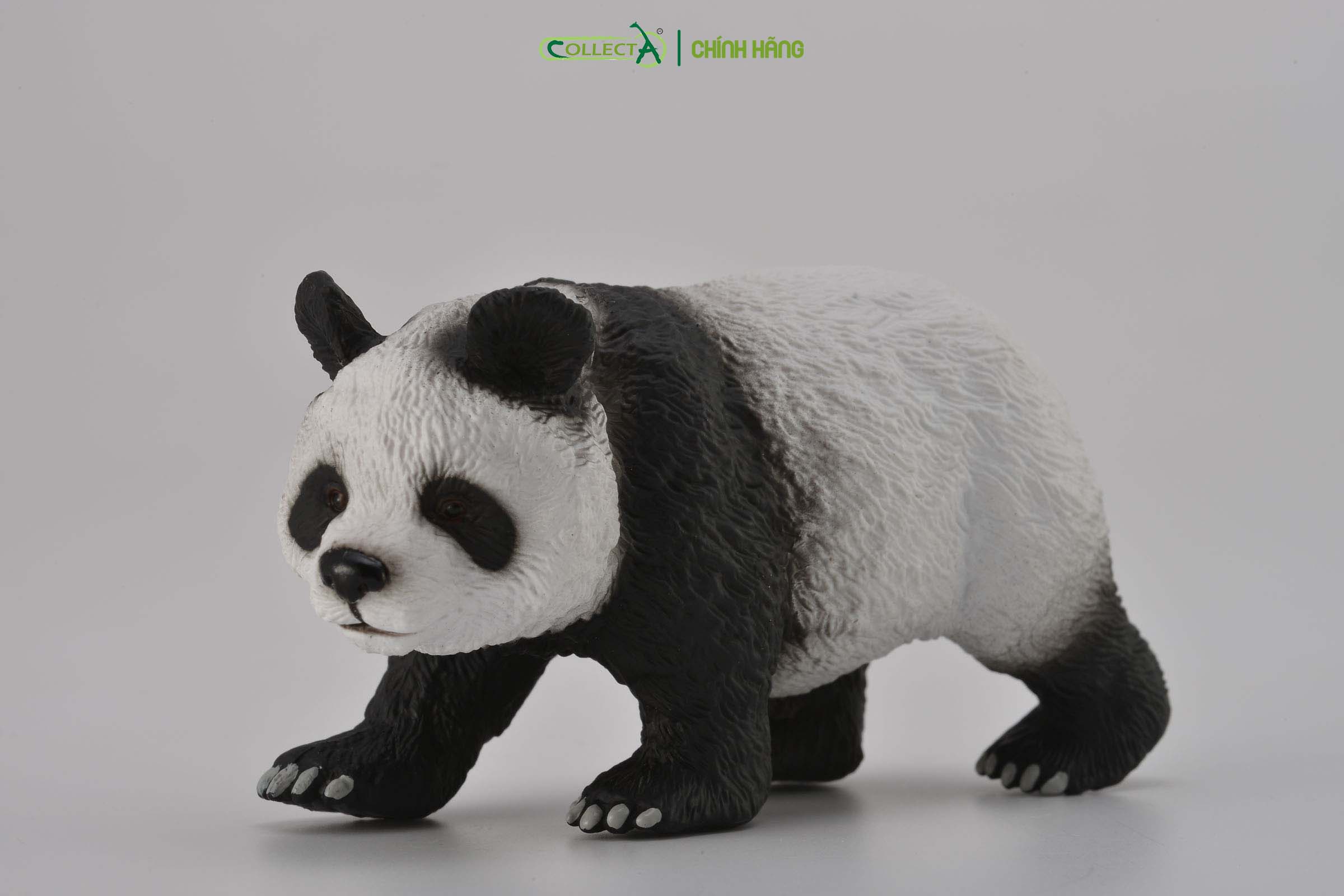Mô hình thu nhỏ: Gấu Trúc - Giant Panda, hiệu: CollectA, mã HS 9651220[88166] -  Chất liệu an toàn cho trẻ - Hàng chính hãng