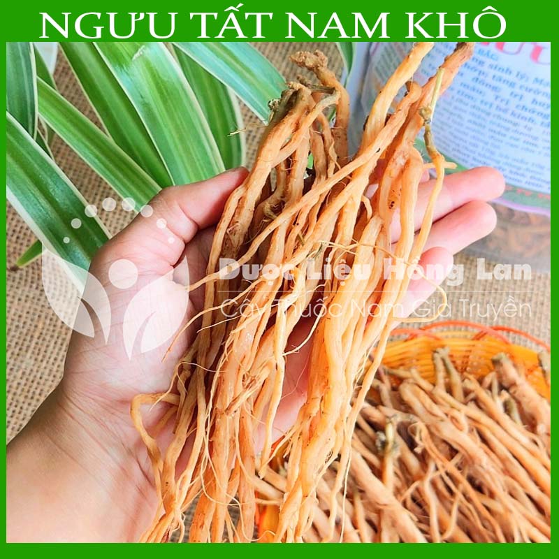 500g Ngưu Tất Nam sấy khô loại 1