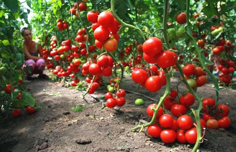 05 Gói Hạt Giống Cà Chua Leo Giàn - Nảy Mầm Cực Chuẩn