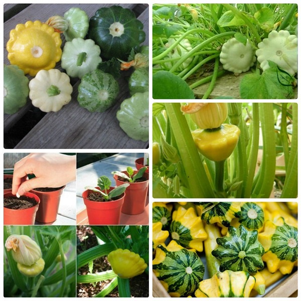 1 gói hạt giống bí ngòi đĩa bay mix màu