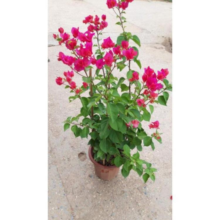 Sản phẩm CÂY HOA GIẤY