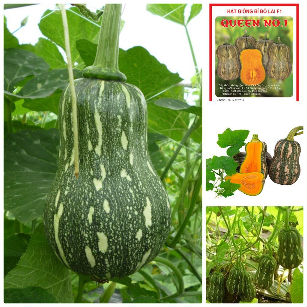 Hạt Giống Bí Đỏ Hạt Đậu dể trồng f1 -gói 10 hạt-tặng kèm gói phân bón lót