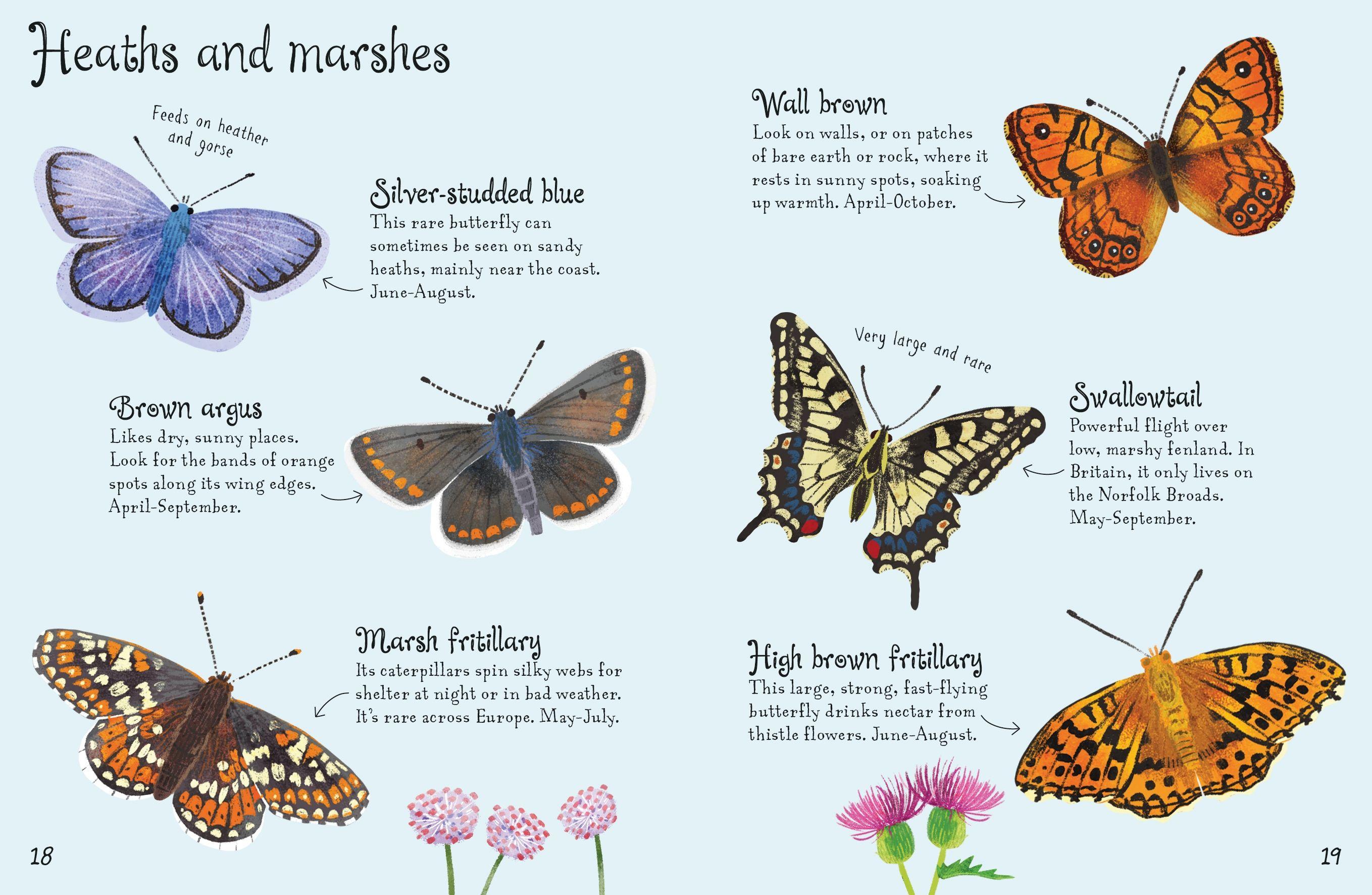 Butterflies To Spot