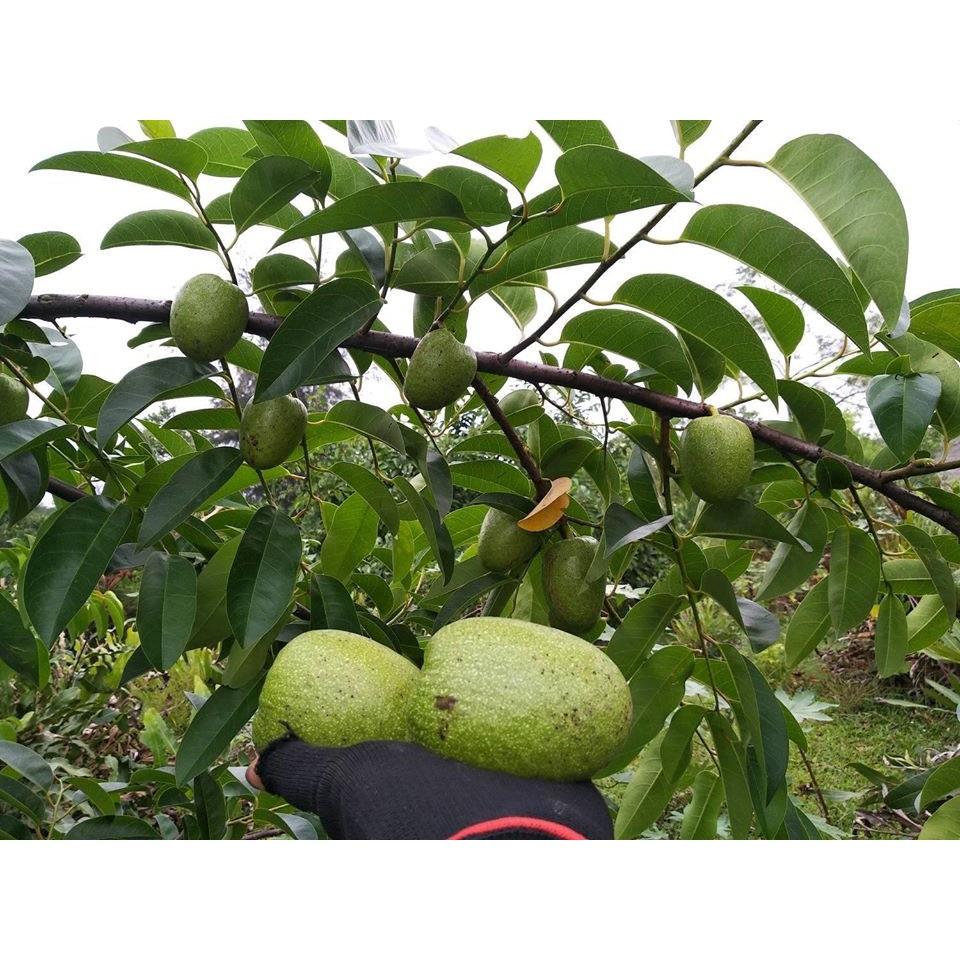 Hạt Giống Bình Bát Cây - Bình Bát Vàng KNS3718 - 1 gói 10 hạt