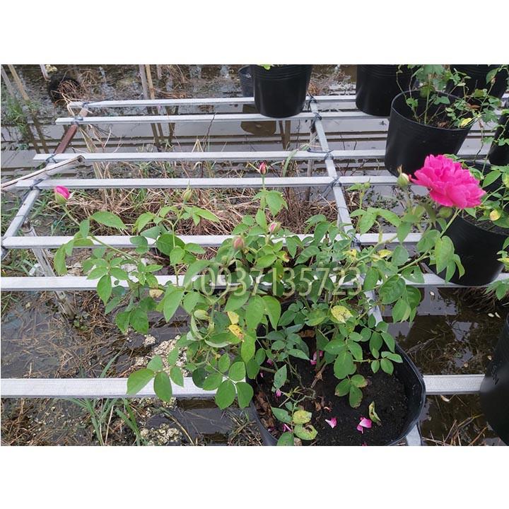 CÂY HOA HỒNG TƯỜNG VY SA ĐÉC