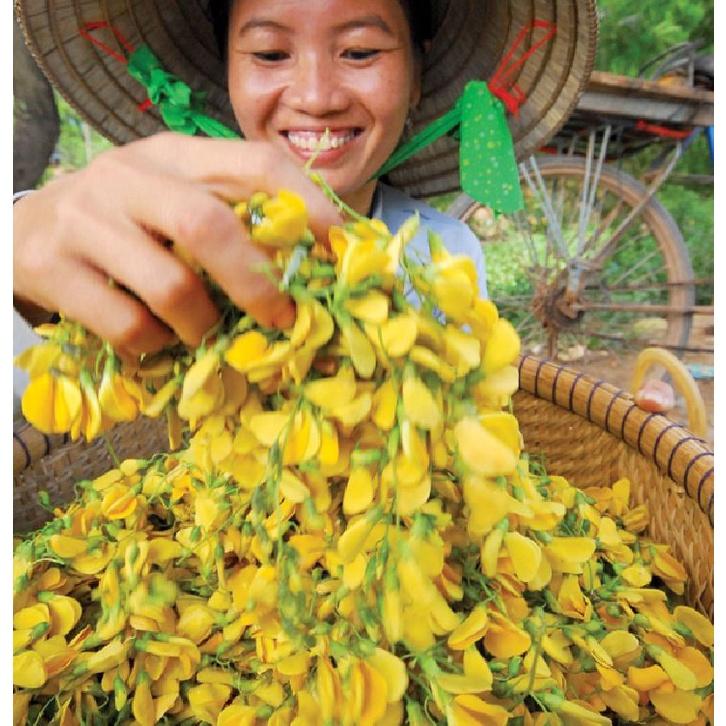 Hạt giống bông điên điển vàng- gói 10 hạt/tặng kèm gói phân bón lót