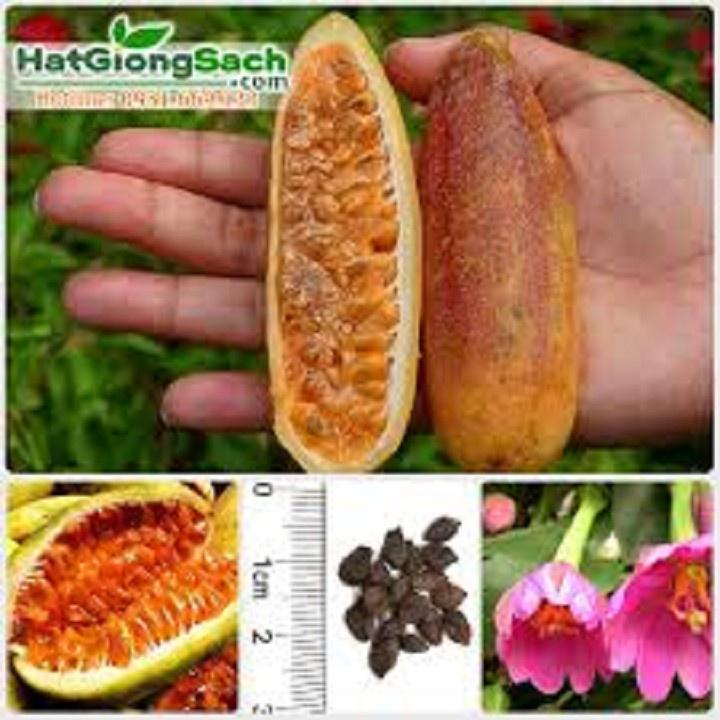 CÂY GIỐNG CÂY CHANH LEO CHUỐI NAM MỸ