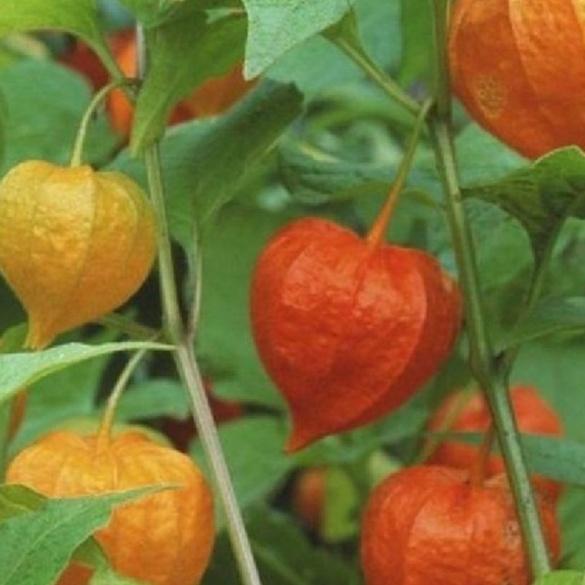 Combo 2 gói Hạt Giống Cây Thù Lù Nam Mỹ -gói 50 hạt-tặng kèm gói phân bón lót