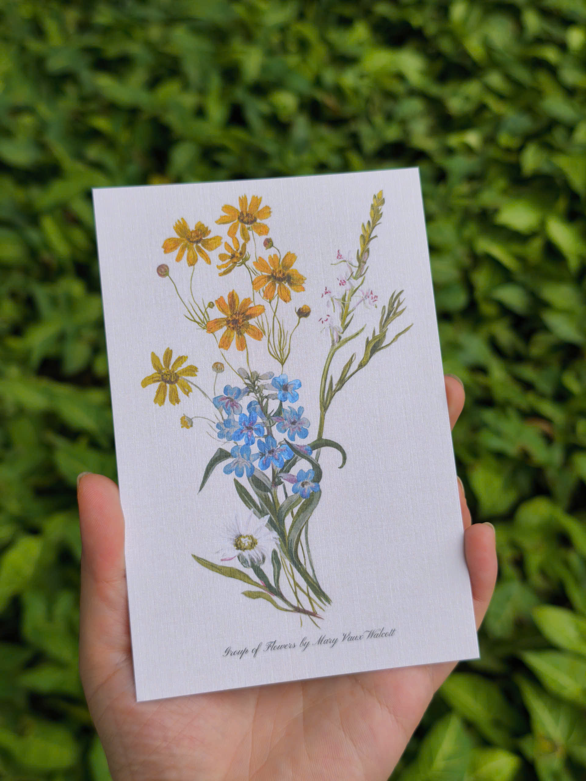 BỘ 100 POSTCARD PETALA & FOLIA - Minh Họa Thực Vật Nghệ Thuật - Giấy Mỹ Thuật 300g Cao Cấp - Nho Xanh