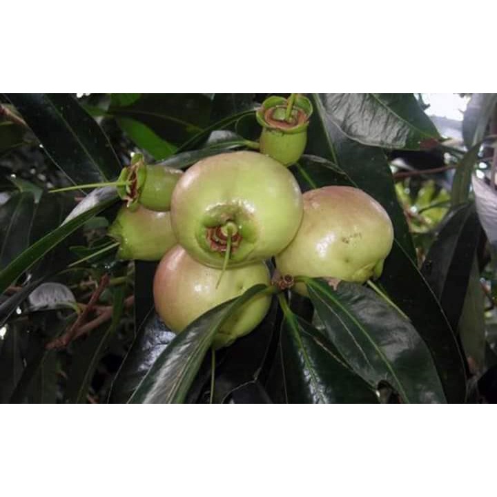 Cây giống mận lý