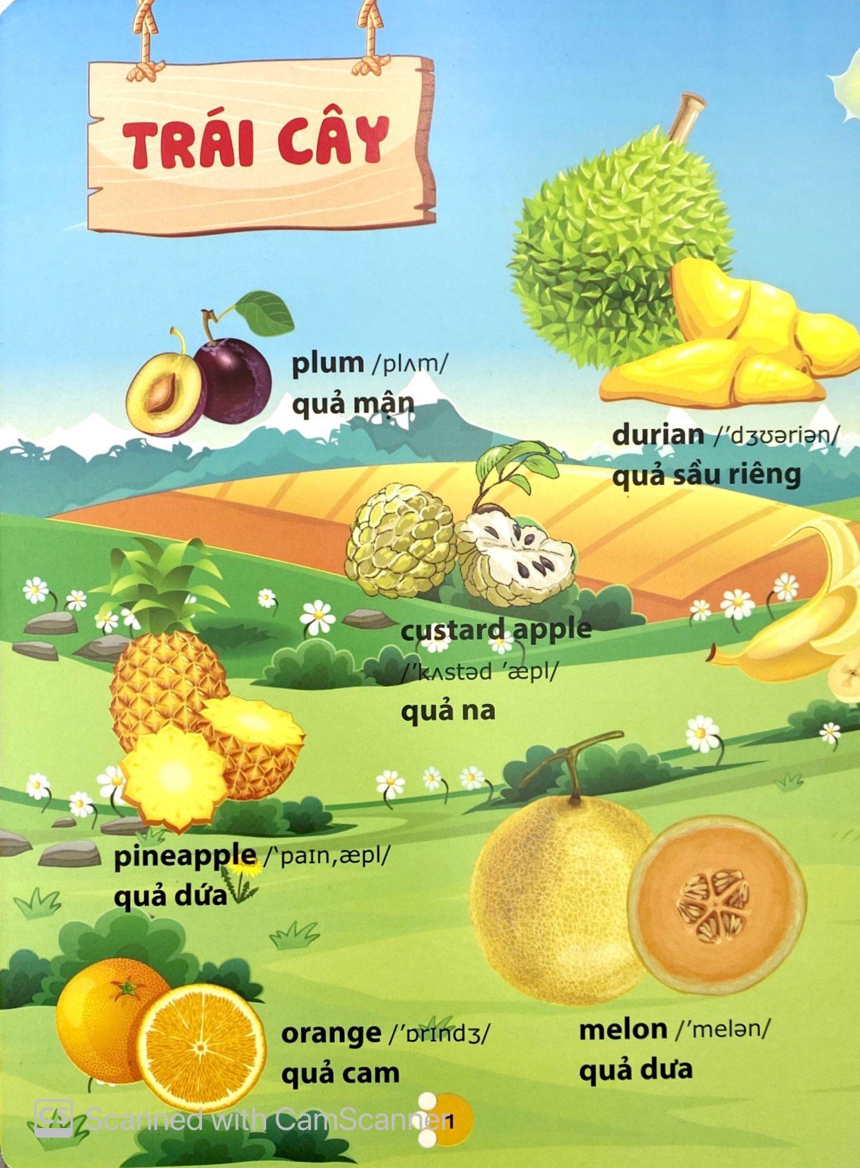Từ Điển Phát Triển Ngôn Ngữ Bằng Hình Dành Cho Trẻ Mầm Non - Chủ Đề: Phương Tiện Giao Thông + Thành Viên Trong Gia Đình + Trái Cây + Rau Củ
