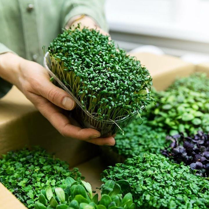 Hạt giống Rau Mầm Bông Cải Xanh - RẤT DỄ TRỒNG