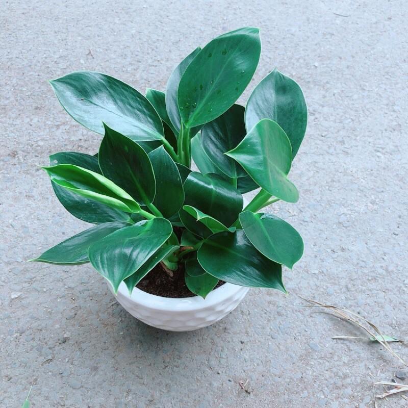 Chậu Cây Trầu Bà Đế Vương