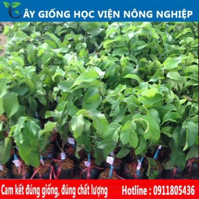 Sản phẩm Cây Ăn Trái cây giống na thái