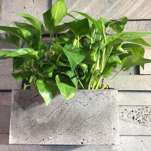 Chậu trồng hoa đá ong xám tự nhiên - hình chữ nhật dài 30cmxR10xC15cm - trồng cây cảnh treo ban công giếng trời – trồng cây ốp tường hoặc treo tường để bàn độc đáo