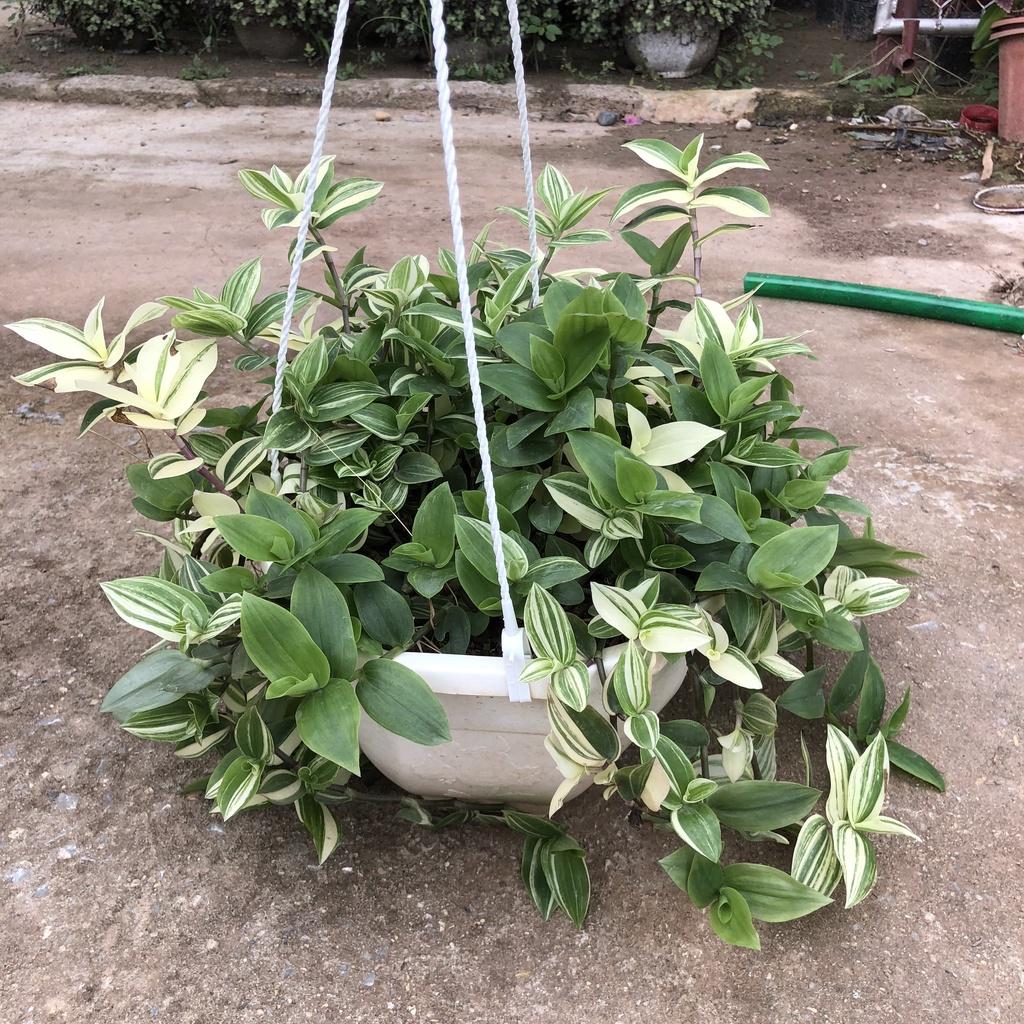 Cây thài lài cẩm thạch, Ngọn buông dài 20cm lá đốm bắt mắt sức sống mãnh liệt thích hợp treo ban công
