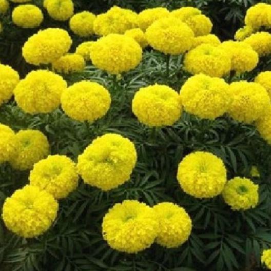 Hạt giống hoa vạn thọ vàng chanh lỡ gói 30 hạt