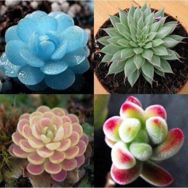 179A Gói 20 hạt giống sen đá mix màu