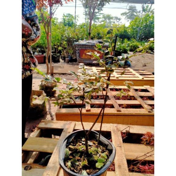 CÂY GIỐNG NHO THÂN GỖ CẨM THẠCH QUẢ 7 MÀU cây giống thuần chủng F1