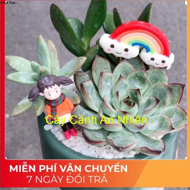 Chậu sen đá tiểu cảnh
