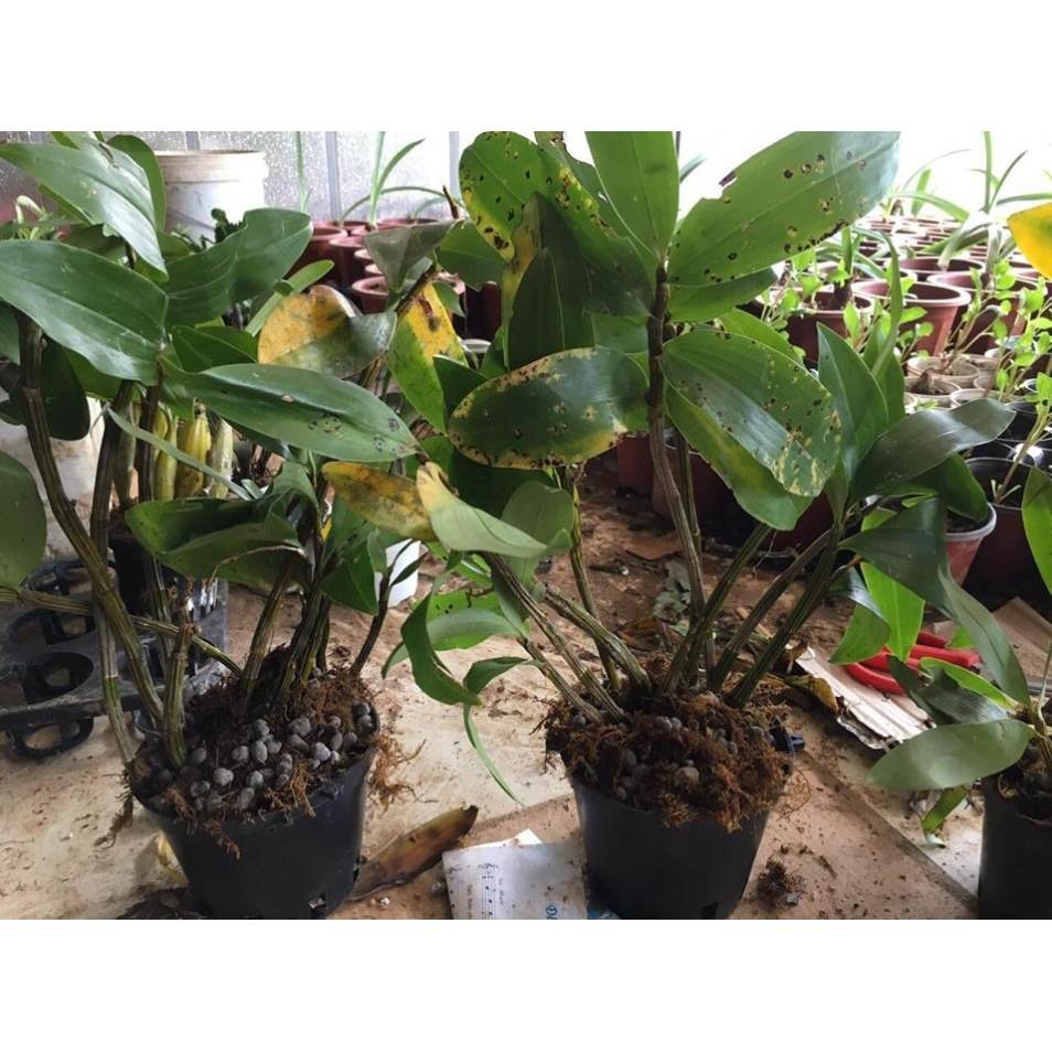 CHẬU LAN KIỀU TÍM, KIỀU HỒNG ,DÒNG LAN THỦY TIÊN