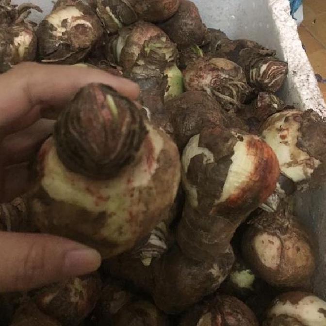 Củ giống hoa lan huệ tây hoa màu hồng đào - 1 củ