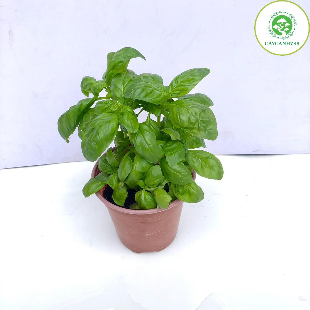 Cây húng tây sweet basil