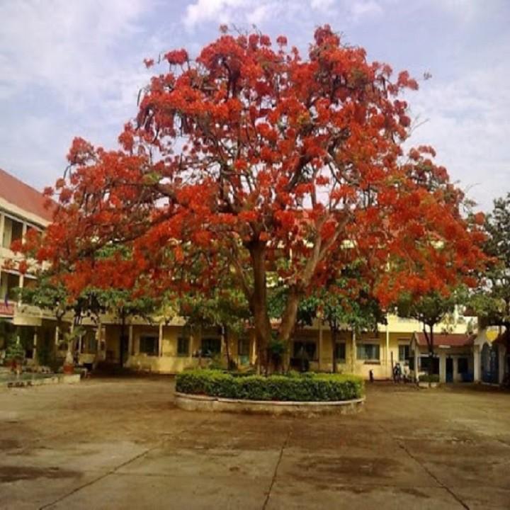CÂY GIỐNG CÂY HOA PHƯỢNG ĐỎ  SIÊU ĐẸP -