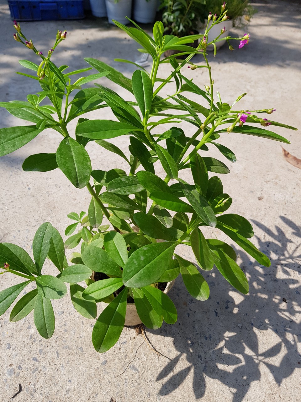 Cây Sâm Đất - Chậu Rau Dược Liệu