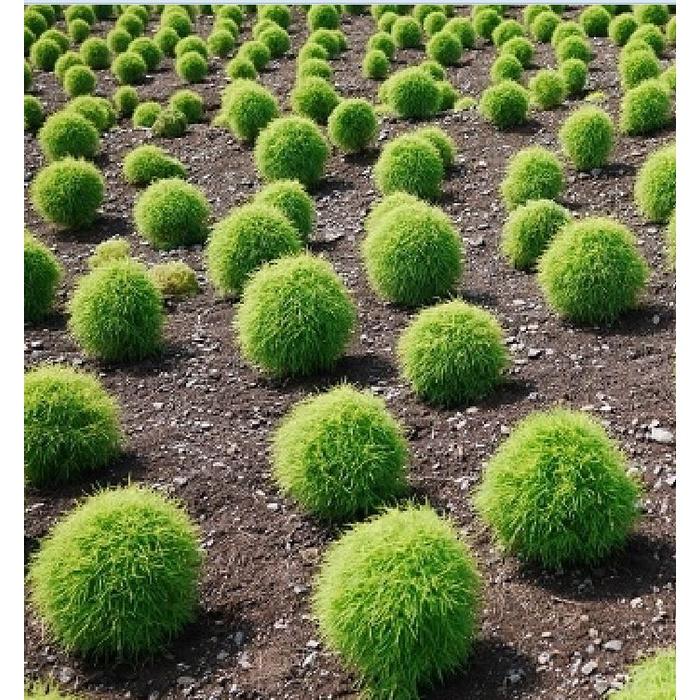 Hạt giống Cỏ Đổi Màu Nhật Bản Kochia CT228 - Gói 50 hạt