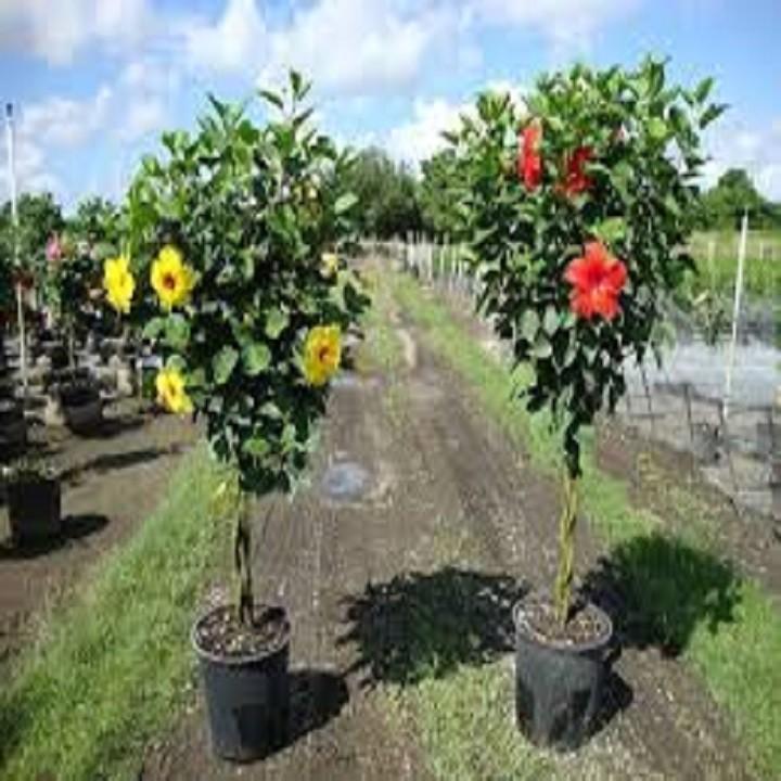 Hoa DÂM BỤT LÙN CÁNH KÉP MÀU ĐỎ
