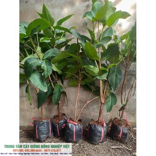 Cây giống Roi Xanh