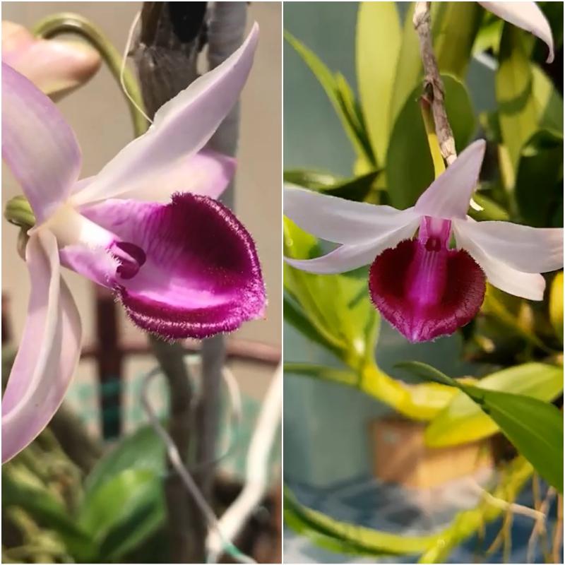 Phi điệp bệt chúa ninh thuận, phi điệp đột biến ninh thuận, mặt hoa đẹp cấy mô