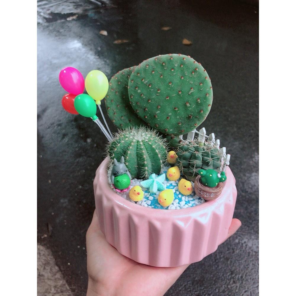 Chậu sen đá tiểu cảnh 24