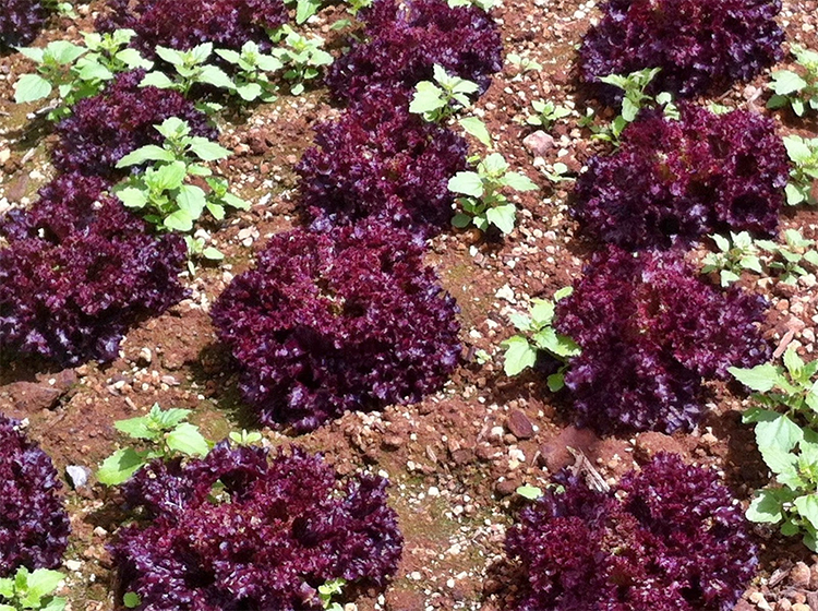 Bộ 2 Gói Hạt Giống Xà Lách Tím Lollo Rossa Phú Nông PN131981