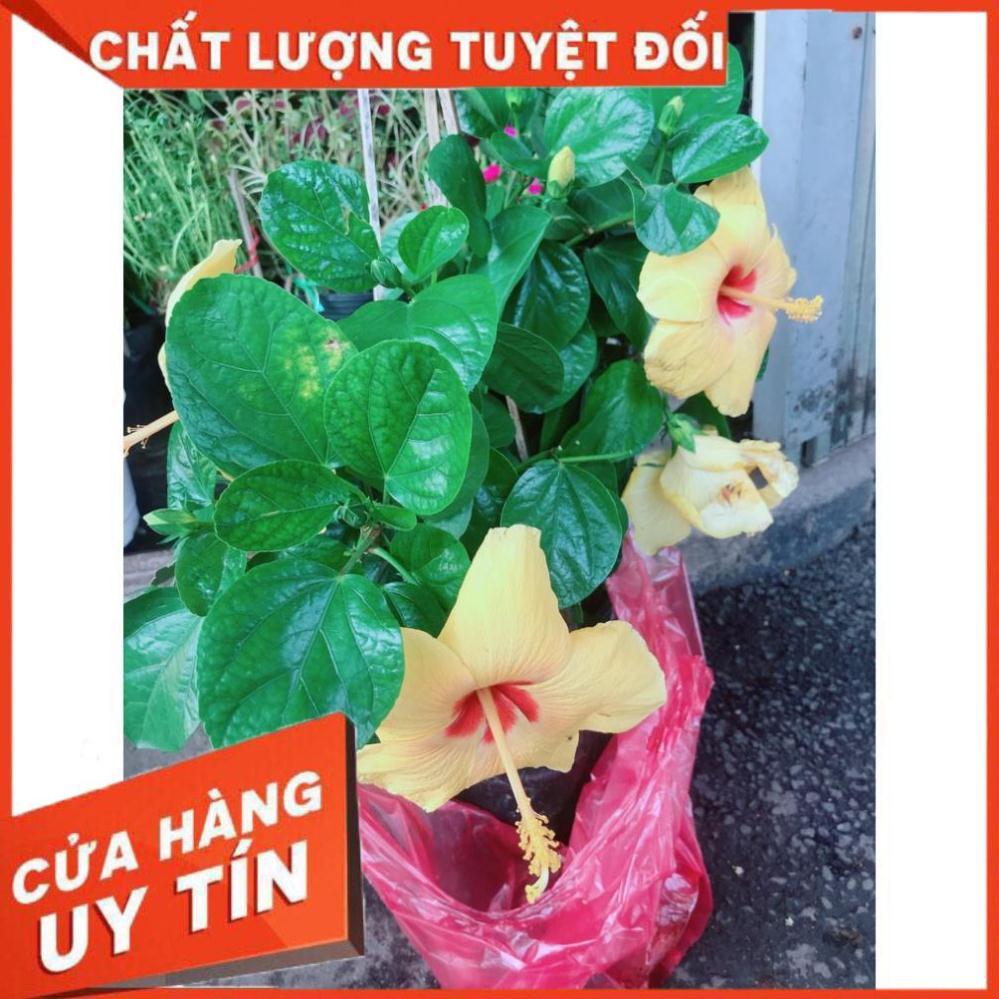 Hoa Dâm Bụt Vàng