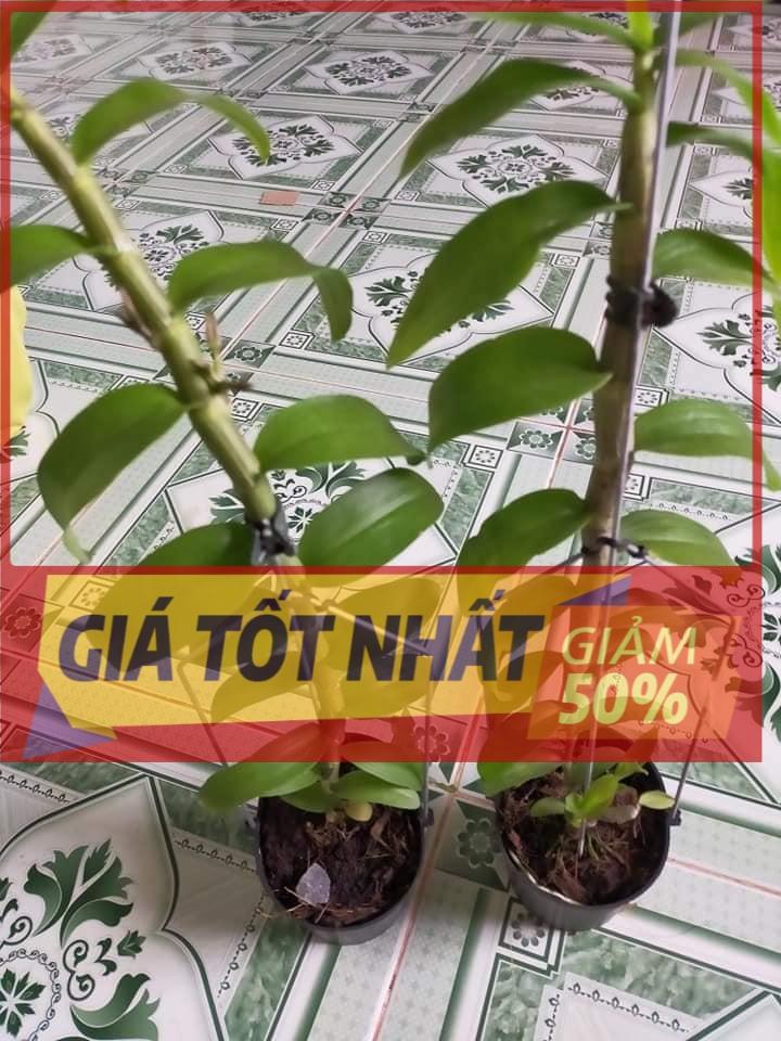 Phi điệp TRẦM VÀNG UY TÍN CHẤT LƯỢNG