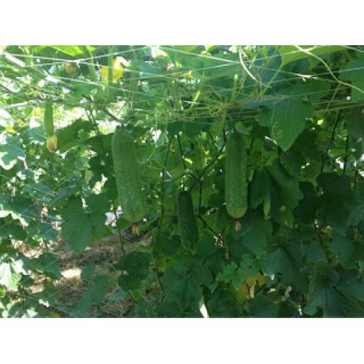 Lưới giàn leo,lưới giàn cây