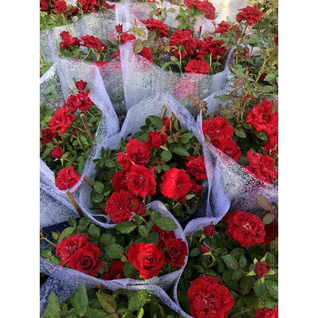 Chậu hoa hồng nhung Ấn Độ cao trồng nơi có nắng