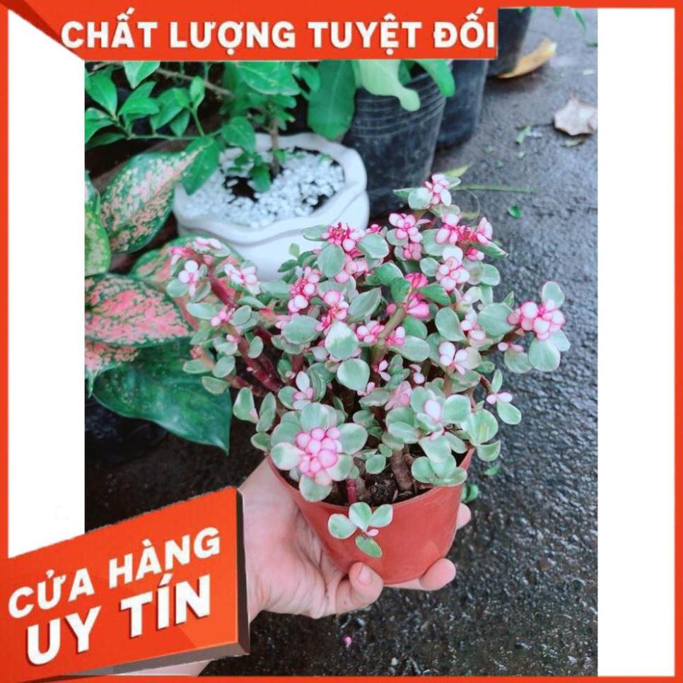 Đô La Hồng Nhiều Người Mua