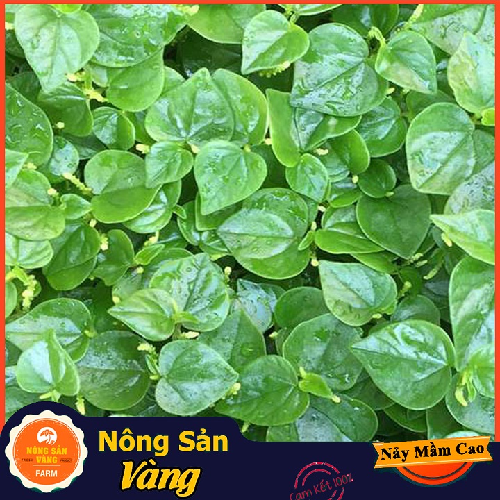 Hạt giống Rau Càng Cua ( Gói 0,5 Gram ) - Nông Sản Vàng