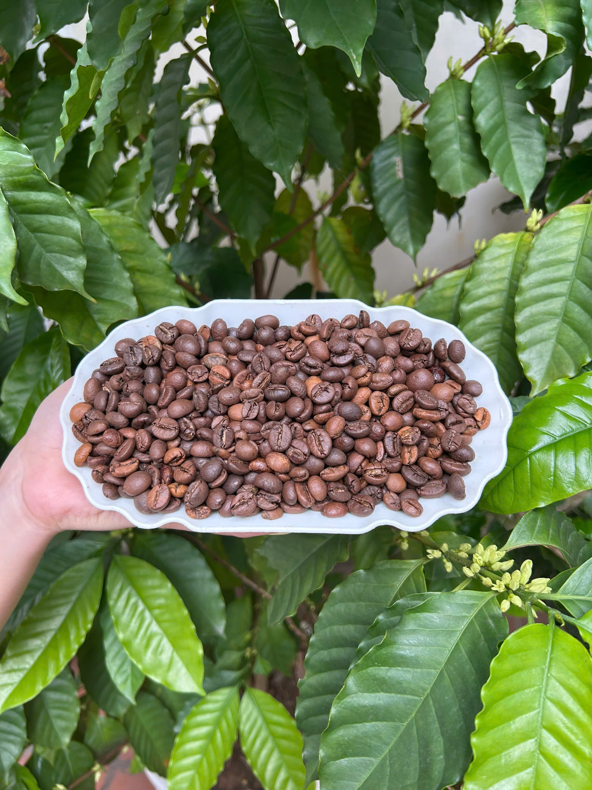 Cà phê Fine Robusta Honey Đặc Sản ILOTA Rang Mộc 500g