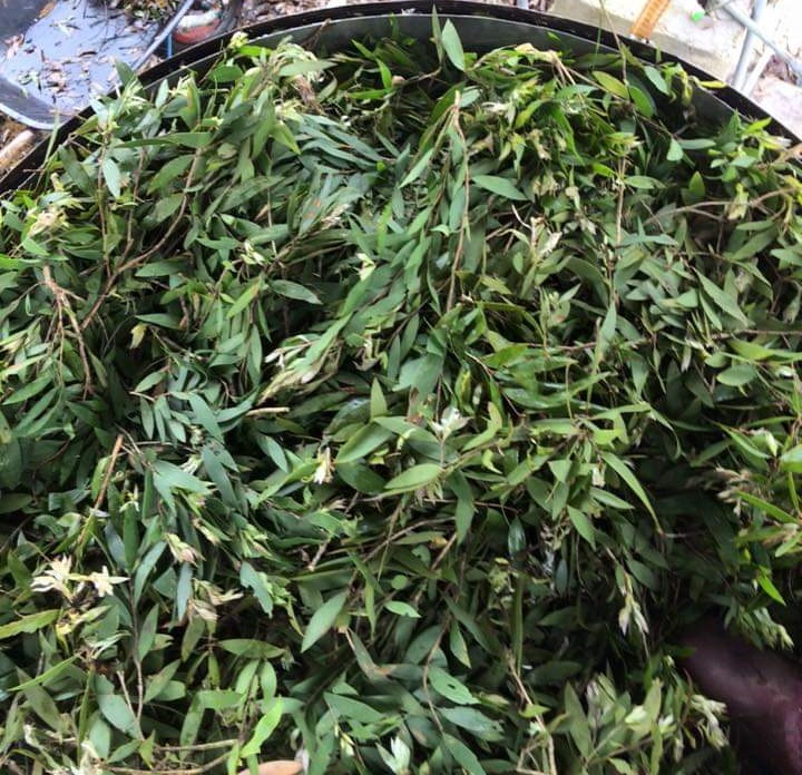 Tinh dầu Tràm Huế nguyên chất từ thiên nhiên, Xuất khẩu thị trường Mỹ, An Toàn Cho Bé, Xông Phòng, Khử Mùi, Kháng Khuẩn, Đuổi Muỗi, Giải Cảm - KingOil