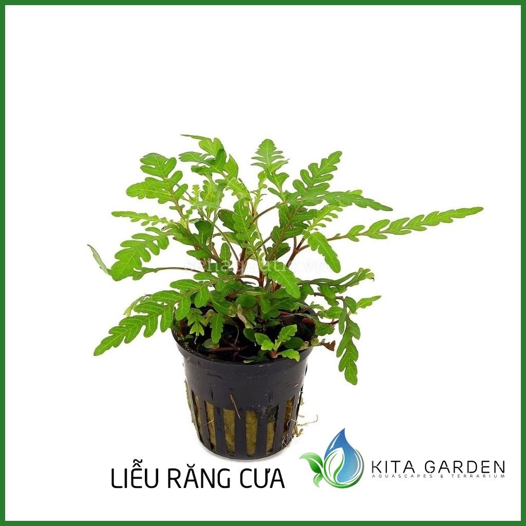 LIỄU RĂNG CƯA ĐỎ LÙN XÒE - CÂY THỦY SINH - CÂY THỦY SINH DỄ TRỒNG
