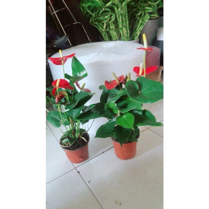 Cây Hồng Môn hàng đẹp